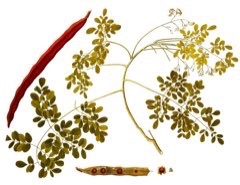 Moringa oleifera Horseradish Tree, Moringa,